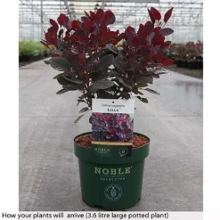 Cotinus Coggygria 'Lilla' -Cheap Tree Foliage Store COTI T73886 B h