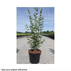 Cotoneaster Lucidus -Cheap Tree Foliage Store COTO T66184 A h