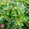 Cotoneaster Lucidus -Cheap Tree Foliage Store COTO T66184 B
