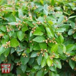 Cotoneaster Lucidus