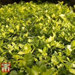 Cotoneaster Lucidus -Cheap Tree Foliage Store COTO T66184 D