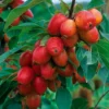 Crab Apple 'John Downie' -Cheap Tree Foliage Store CRAB CWW3373 A h