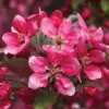 Crab Apple 'Royalty' 1 Crab Apple 'Royalty' -Cheap Tree Foliage Store CRAB T14136 B h