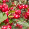 Crab Apple 'Red Sentinel' -Cheap Tree Foliage Store CRAB cww3254TM A