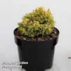 Cryptomeria Japonica 'Twinkle Toes' -Cheap Tree Foliage Store CRYP TWINKLETO S45425