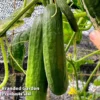 Cucumber 'Socrates' (Grafted) -Cheap Tree Foliage Store CUC SOC