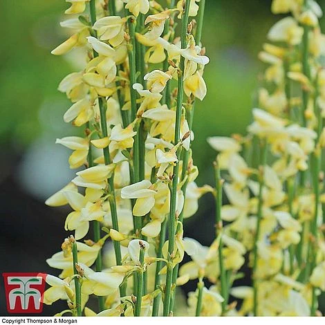 Cytisus X Praecox 4 Cytisus X Praecox - Image 2