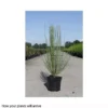Cytisus X Praecox 'Albus' -Cheap Tree Foliage Store CYTI T66197 A h