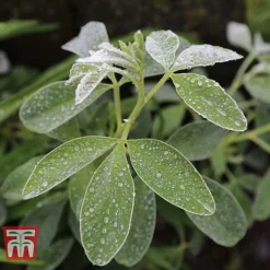 Cytisus Battandieri -Cheap Tree Foliage Store CYTI TKA3102 C