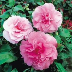 Camellia 'Tricolour' -Cheap Tree Foliage Store Camellia Pink