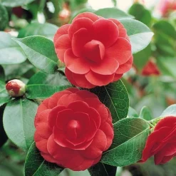 Camellia 'Tricolour' -Cheap Tree Foliage Store Camellia red