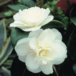 Camellia 'Tricolour' -Cheap Tree Foliage Store Camellia white