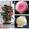 Camellia 'Blooming Wonder' - Gift -Cheap Tree Foliage Store Camellia Blooming Wonder Mix