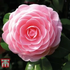 Camellia 'Blooming Wonder' - Gift 8 Camellia 'Blooming Wonder' - Gift -Cheap Tree Foliage Store Camellia Blooming Wonder Pink