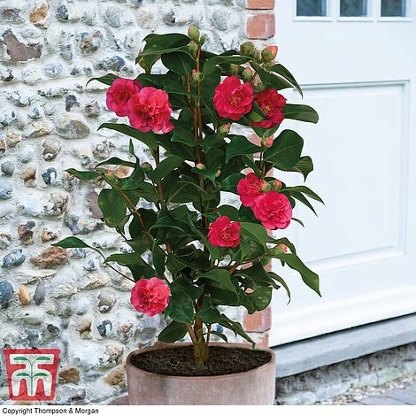 Camellia 'Blooming Wonder' - Gift 4 Camellia 'Blooming Wonder' - Gift - Image 2