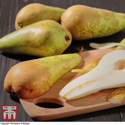 Premium Patio Standard Collection -Cheap Tree Foliage Store Conference