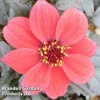 Dahlia Happy Days Red -Cheap Tree Foliage Store DAHL 64014 A