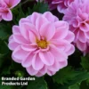 Dahlia 'Lubega Power Rose' -Cheap Tree Foliage Store DAHL KC9160 A