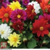 Dahlia 'Figaro Mixed' -Cheap Tree Foliage Store DAHL T16166 A