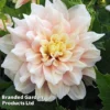 Dahlia 'Break Out' 2 Dahlia 'Break Out' -Cheap Tree Foliage Store DAHL BREAKOUT S45380