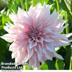 Dahlia 'Café Au Lait Collection' -Cheap Tree Foliage Store DAHL CAFEAULAI T44276