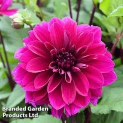 Dahlia 'Dark Diamond Mix' -Cheap Tree Foliage Store DAHL DINNERPLA W51602