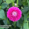 Dahlia 'Jowey Frambo' -Cheap Tree Foliage Store DAHL JOWEYFRAM S45387
