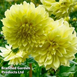 Dahlia 'Dark Diamond Mix' -Cheap Tree Foliage Store DAHL KELVINFLO W51737