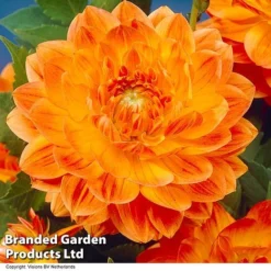 Dahlia 'Perfect Patchwork Collection' -Cheap Tree Foliage Store DAHL ORANGEPER H51724