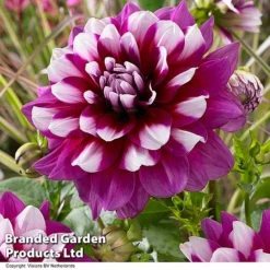 Dahlia 'Perfect Patchwork Collection' -Cheap Tree Foliage Store DAHL PATCHES H51725