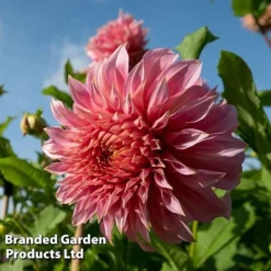 Dahlia 'Dark Diamond Mix' -Cheap Tree Foliage Store DAHL PENHILLWA L45035