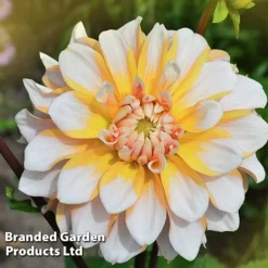 Dahlia 'Perfect Patchwork Collection' -Cheap Tree Foliage Store DAHL PERFPATCH W51606