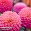 Dahlia 'Pink Suffusion' -Cheap Tree Foliage Store DAHL PINKSUFFU W50772