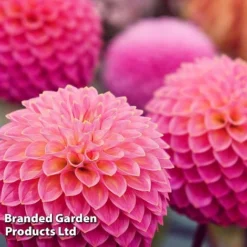 Dahlia 'Pink Suffusion'
