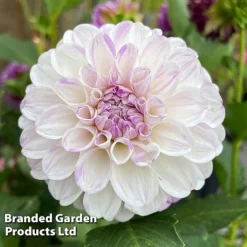 Dahlia 'Perfect Pompom Collection' -Cheap Tree Foliage Store DAHL POMPOMCOL W51604