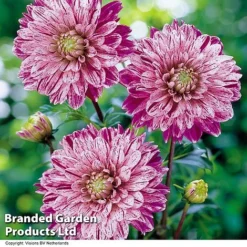 Dahlia 'Perfect Patchwork Collection' -Cheap Tree Foliage Store DAHL SMOKEY H39918