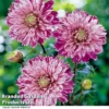 Dahlia 'Smokey' -Cheap Tree Foliage Store DAHL SMOKEY H399181