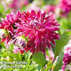 Dahlia 'Dark Diamond Mix' -Cheap Tree Foliage Store DAHL VANCOUVER S28872