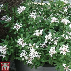 Daphne Fragrance Duo -Cheap Tree Foliage Store DAPH P93935 C1