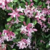 Daphne X Transatlantica 'Pink Fragrance' -Cheap Tree Foliage Store DAPH T79754 A