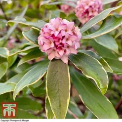 Daphne Odora 'Rogalski'
