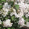 Deutzia X Hybrida 'Mont Rose' -Cheap Tree Foliage Store DEUT T58452 A h