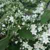 Deutzia Setchuenensis Var. Corymbiflora -Cheap Tree Foliage Store DEUT T63572 A h