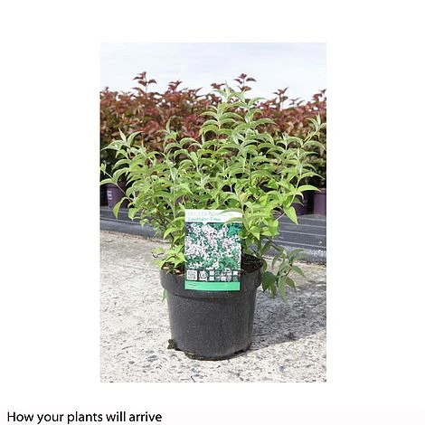 Deutzia Compacta 'Lavender Time' 4 Deutzia Compacta 'Lavender Time' - Image 2