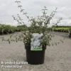 Deutzia Monbeigii -Cheap Tree Foliage Store DEUT MONBEIGII S45429