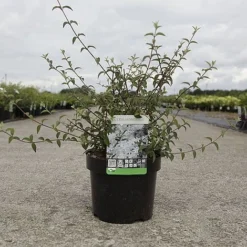 Deutzia Monbeigii -Cheap Tree Foliage Store DEUT MONBEIGII S45429 NOW