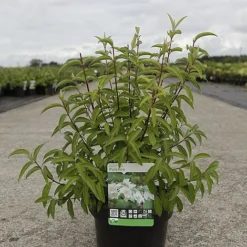 Deutzia Pulchra -Cheap Tree Foliage Store DEUT PULCHRA S45430 NOW