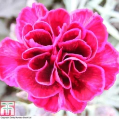 Dianthus 'Odessa Red' 15 Dianthus 'Odessa Red' -Cheap Tree Foliage Store DIAN T80274 A