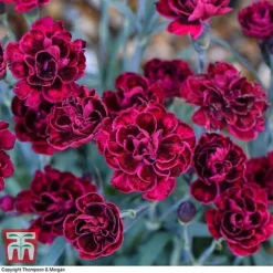 Dianthus 'Odessa Red' 12 Dianthus 'Odessa Red' -Cheap Tree Foliage Store DIAN T80274 B