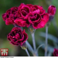 Dianthus 'Odessa Red' 11 Dianthus 'Odessa Red' -Cheap Tree Foliage Store DIAN T80274 E